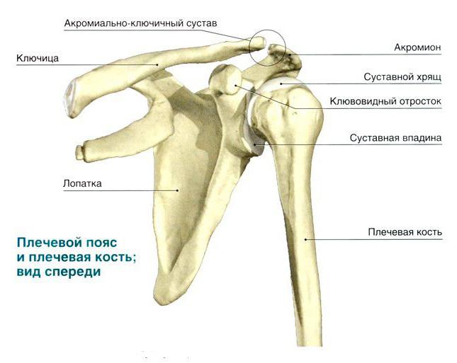Анатомия плечевой кости