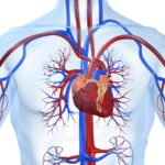 Хронических болезнях сердечно-сосудистой системы