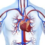 Патологии в сердечно-сосудистой системе