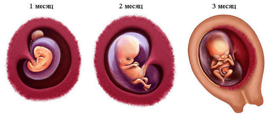 Первый триместр беременности