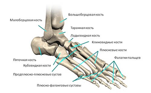 Анатомия стопы
