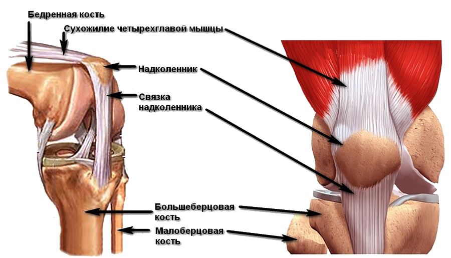Механизм строения коленей