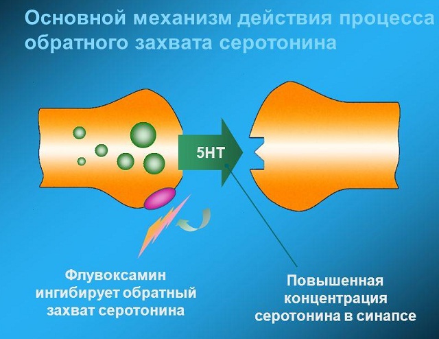 Механизм действия процесса обратного захвата серотонина