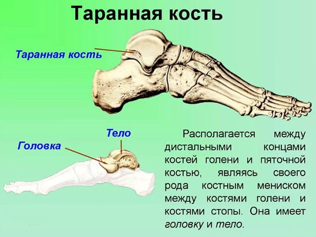 Таранная кость 